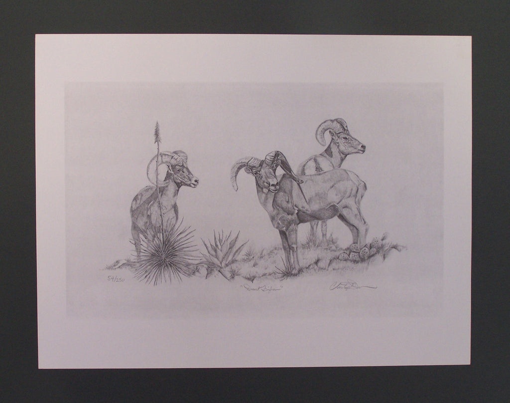 Desert Bighorn by Christopher Dawson